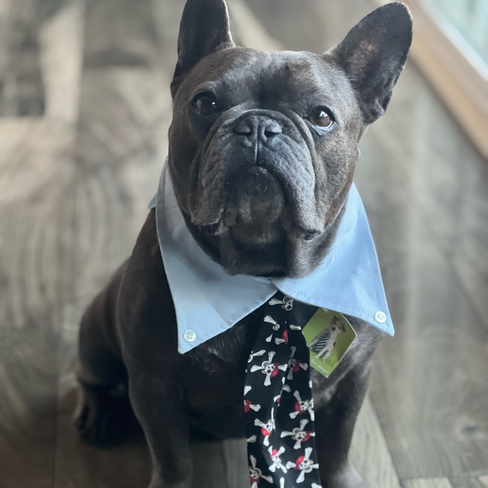 PETEYDESIGNS Dog pirate print Tie/NWT - Picture 2 of 10